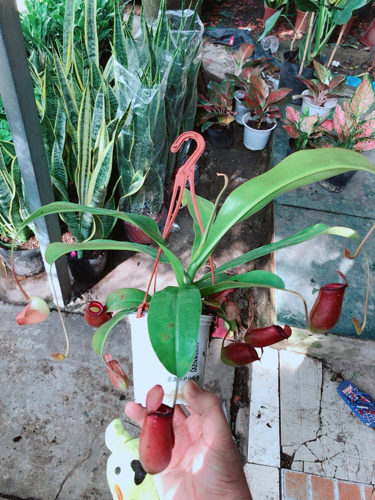 Chậu cây nắp ấm bắt côn trùng