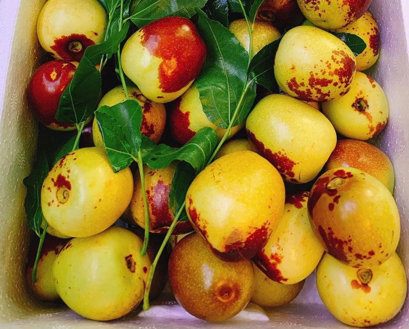 Cây giống Hồng Táo (Táo Tàu) siêu ngọt