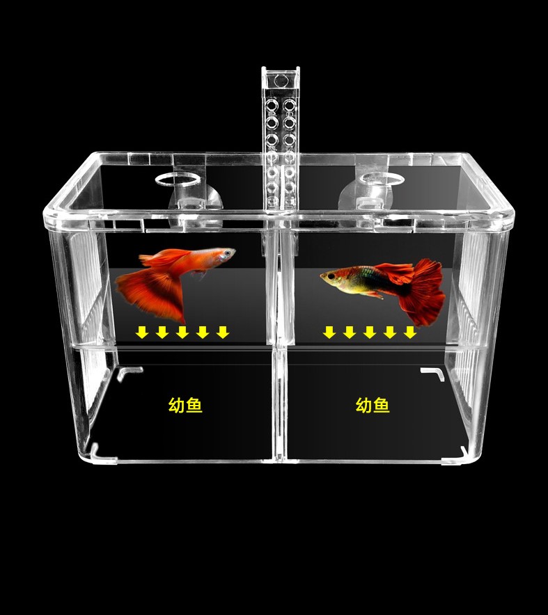 Bể cá mini, bể cho cá ấp trứng mini 2 ngăn