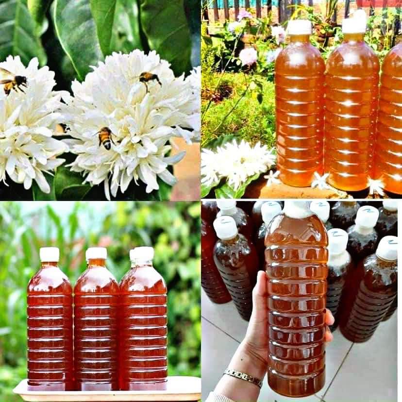 Mật ong Hoa Cafe nguyên chất 1 lít