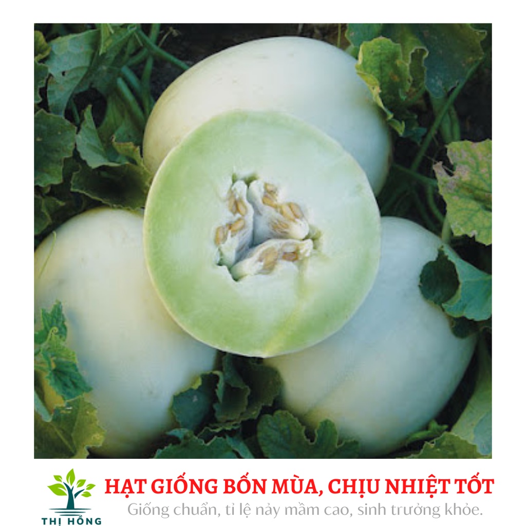 Hạt giống dưa lê siêu ngọt an đào 30 hạt (thịt quả dòn, đặc biệt rất thơm ngon)