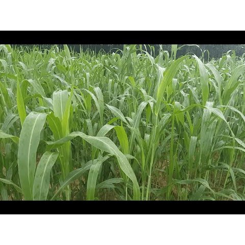 Hạt giống cỏ Sudan lai - Cỏ Cao Lương (gói 200g)