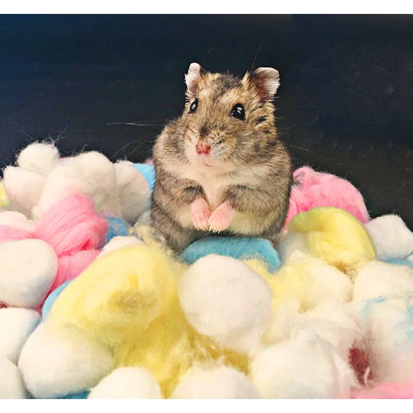 [Hoàn tiền 10%]Bông gòn candy cho hamster/sóc/đuôi mập