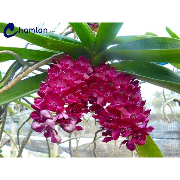Lan Đai Châu Nuôi Cấy Mô 6 Tháng Tuổi