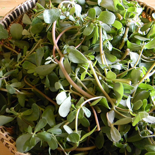 Hạt Giống Rau Sam Rado 683  Rạng Đông Gói 1Gram