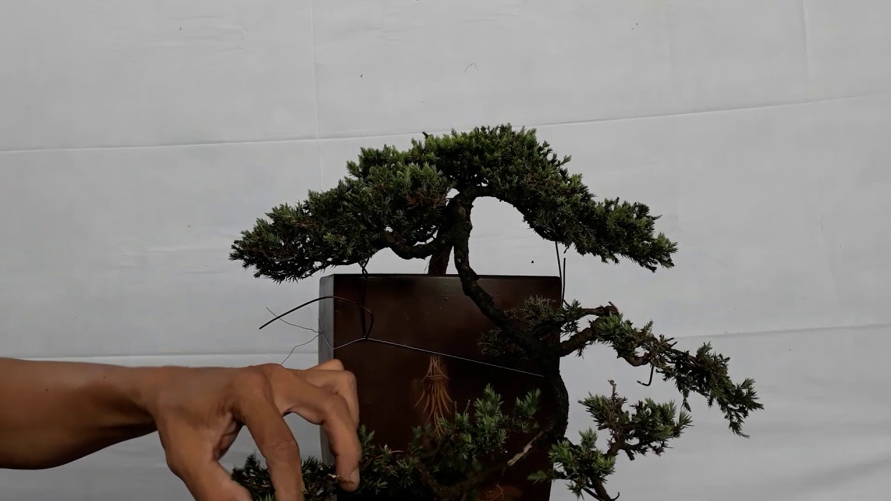 CHẬU CÂY TÙNG XÀ ( THỦY TÙNG--NGỌA TÙNG ) SIÊU ĐẸP