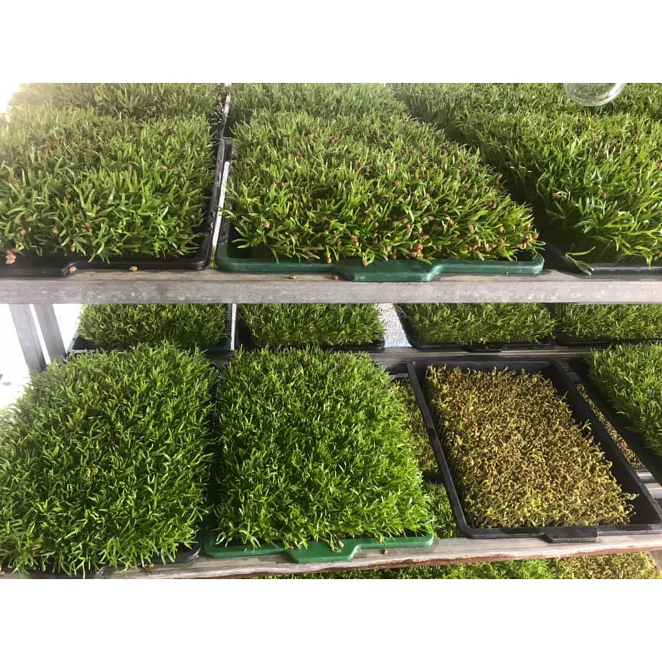 1 Kg Hạt Giống Rau Muốn Mầm
