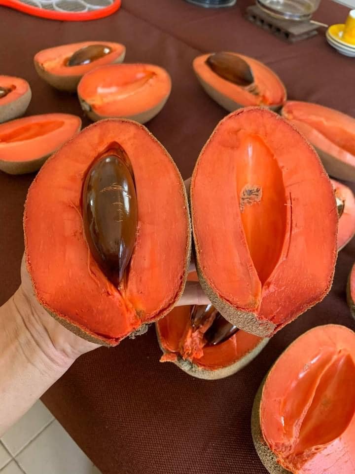 Cây giống hồng xiêm (sapoche) ruột đỏ khổng lồ giống chuẩn Thái