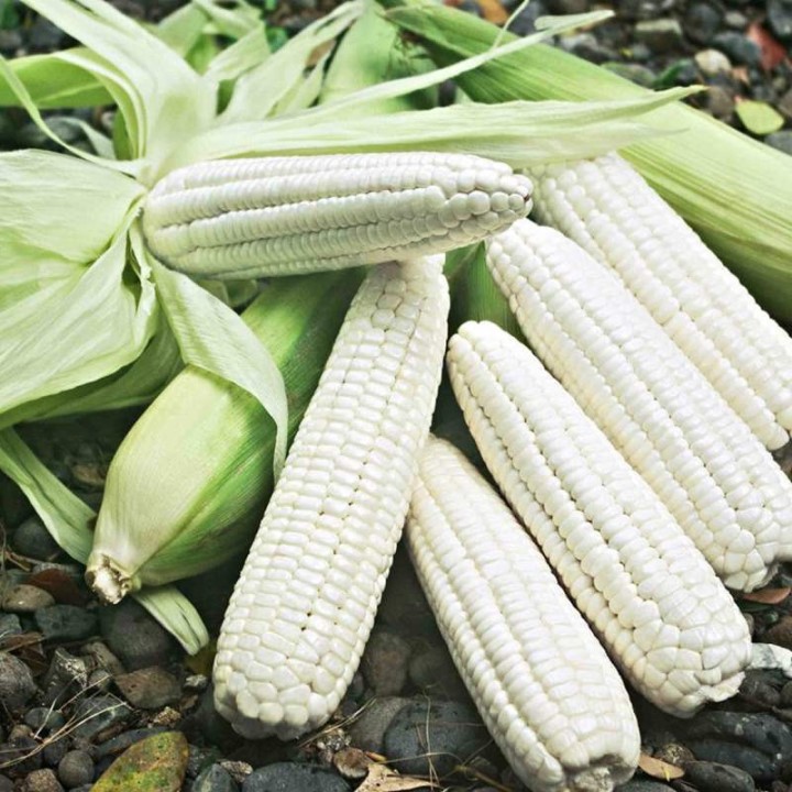 [HCM]Hạt giống Bắp Nếp Dẻo