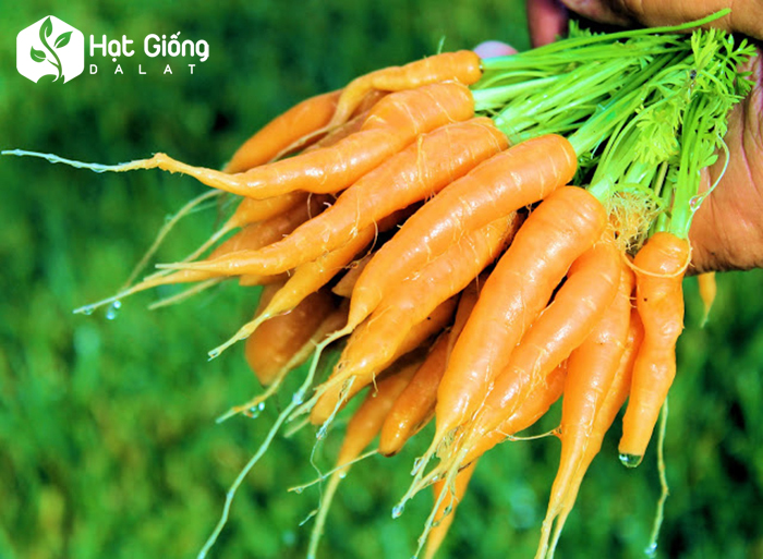 Hạt Giống Cà Rốt Rd 507 Rạng Đông Gói 5Gram