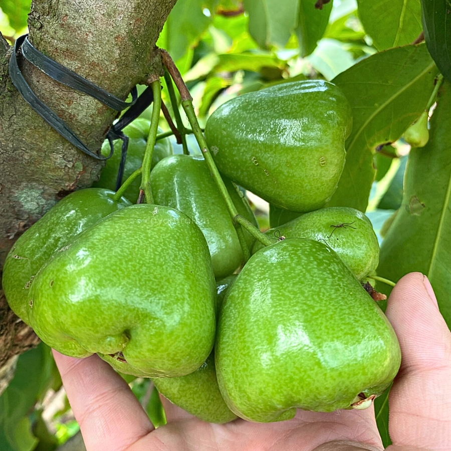 Cây Mận Xanh Đường Gò Công