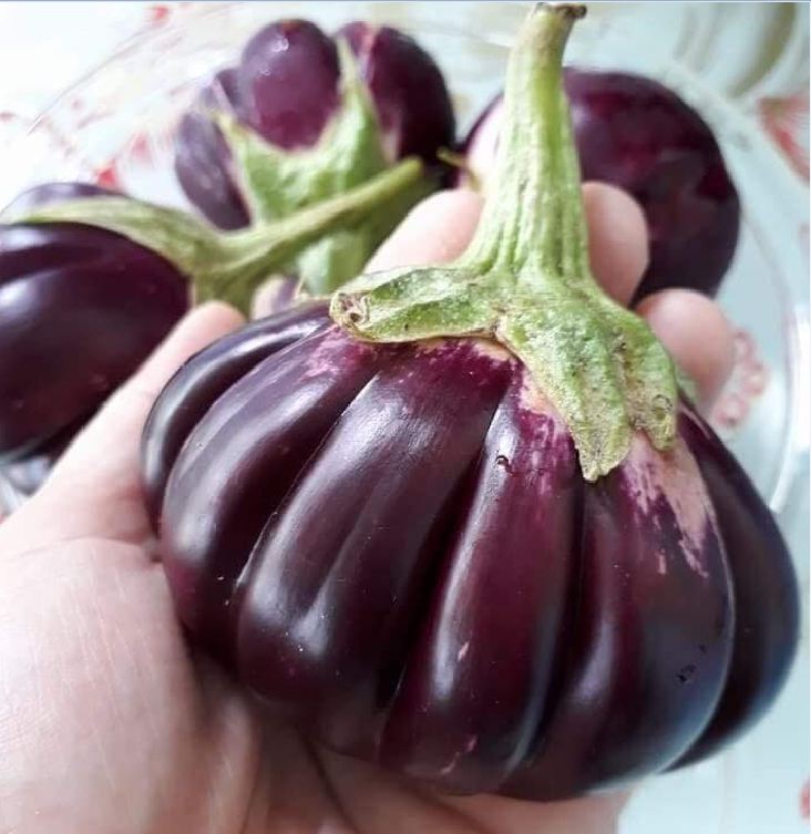 Hạt giống Cà bát Tím Khía-0.3gram