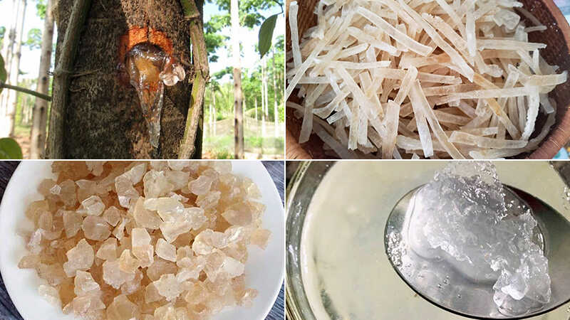 Mủ Trôm Phan Rang tự nhiên