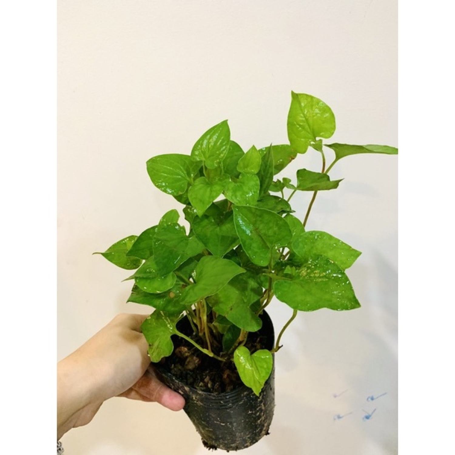 Bầu rau DIẾP CÁ.