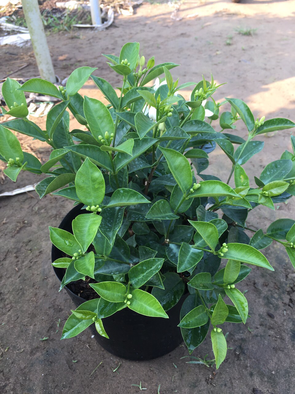 Mai Chỉ Thiên - Cây cảnh trong nhà