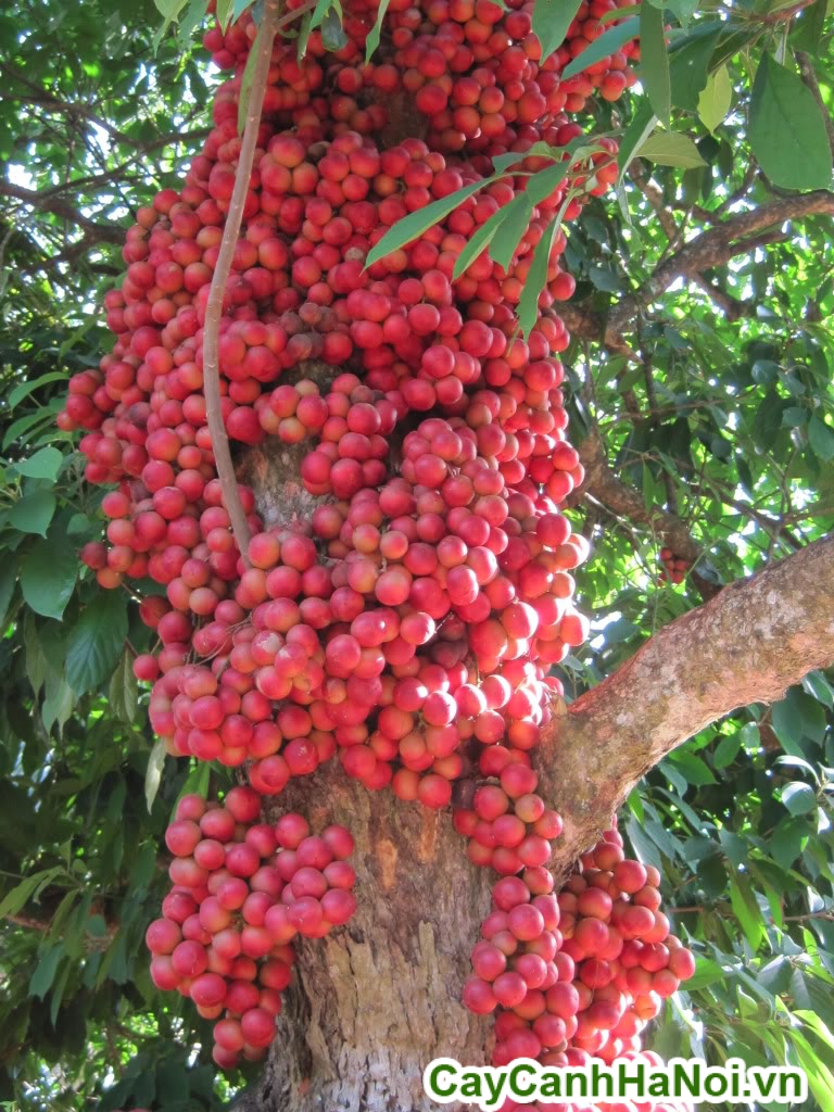 CÂY GIỐNG DÂU DA ĐẤT Ngọt