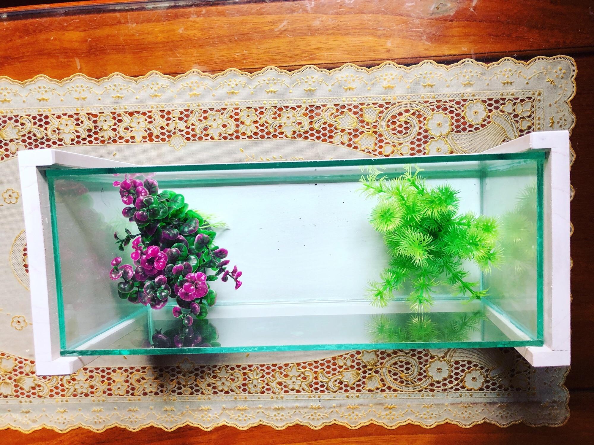 Bể mini khung gỗ cỡ lớn
