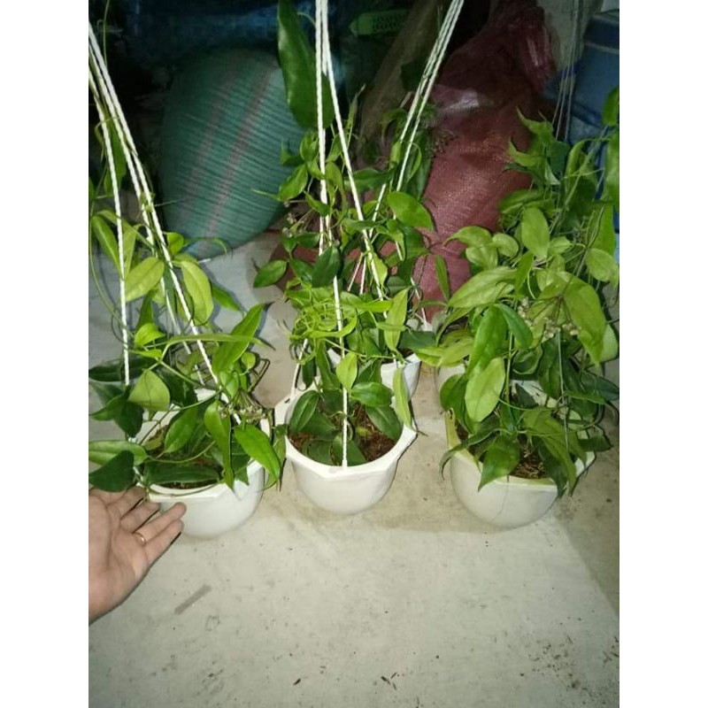 Lan cẩm cù chậu lớn sắp hoa đủ màu