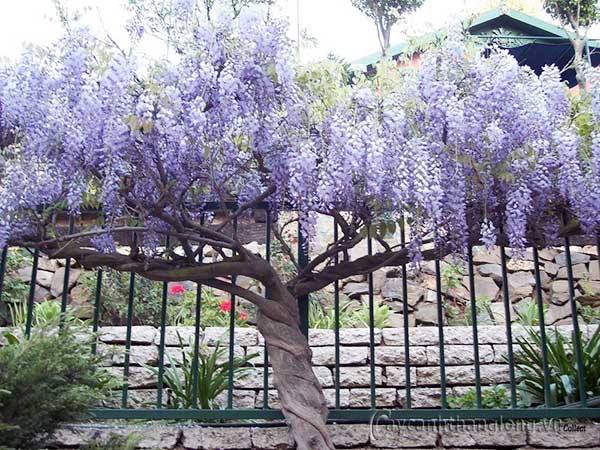 cây giống hoa tử đằng thân gỗ (chuẩn tử đằng thân gỗ luôn)