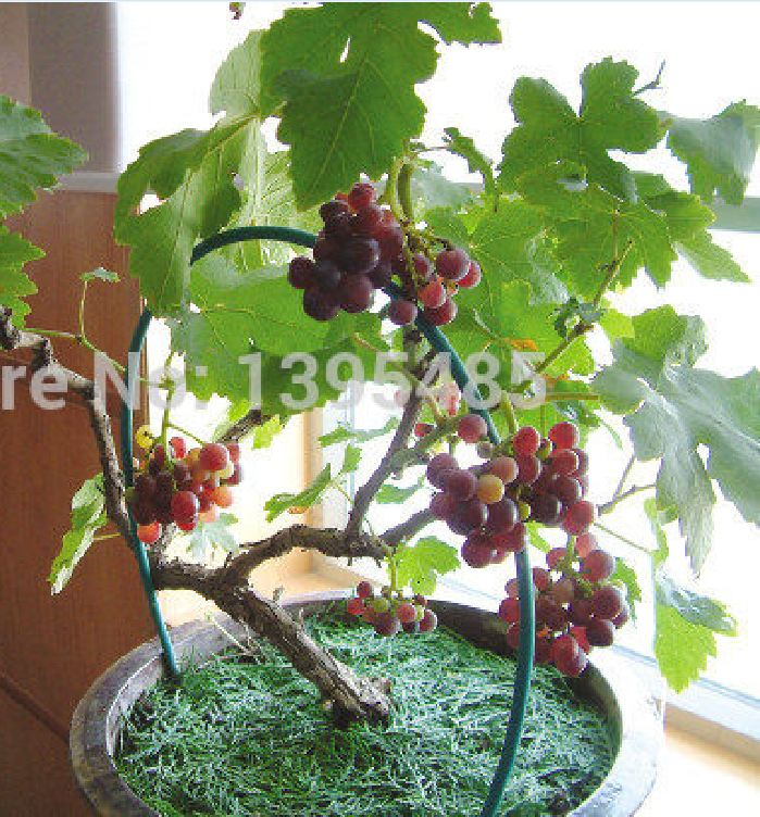Hạt giống nho lùn pháp ( 1 gói 10 hạt )