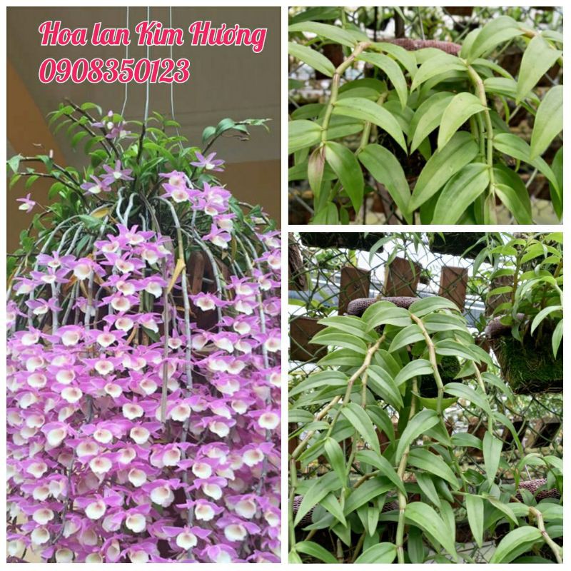 Phong lan hạc vỹ thiên cung lữ bố bảng gỗ