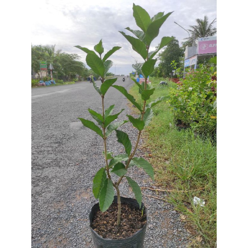 Cây mai xanh thái (cao 50cm đến 60cm) cây nhiều nhánh