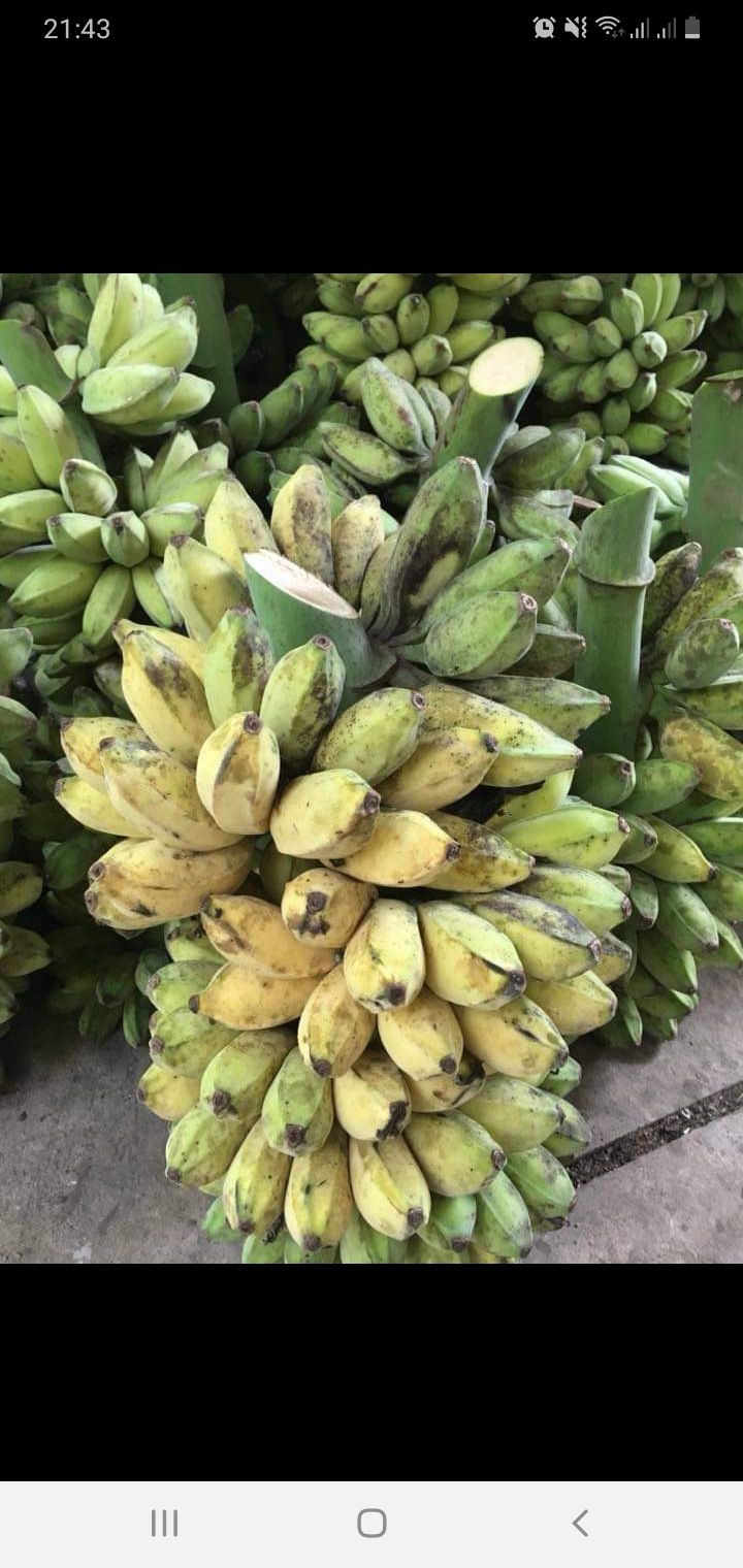 CHUỐI SÁP NGHỆ  BẾN TRE 2KG