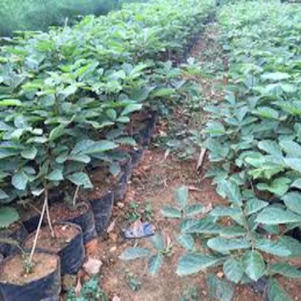 COM BO 3 CÂY GIỐNG PHONG LINH VÀNG