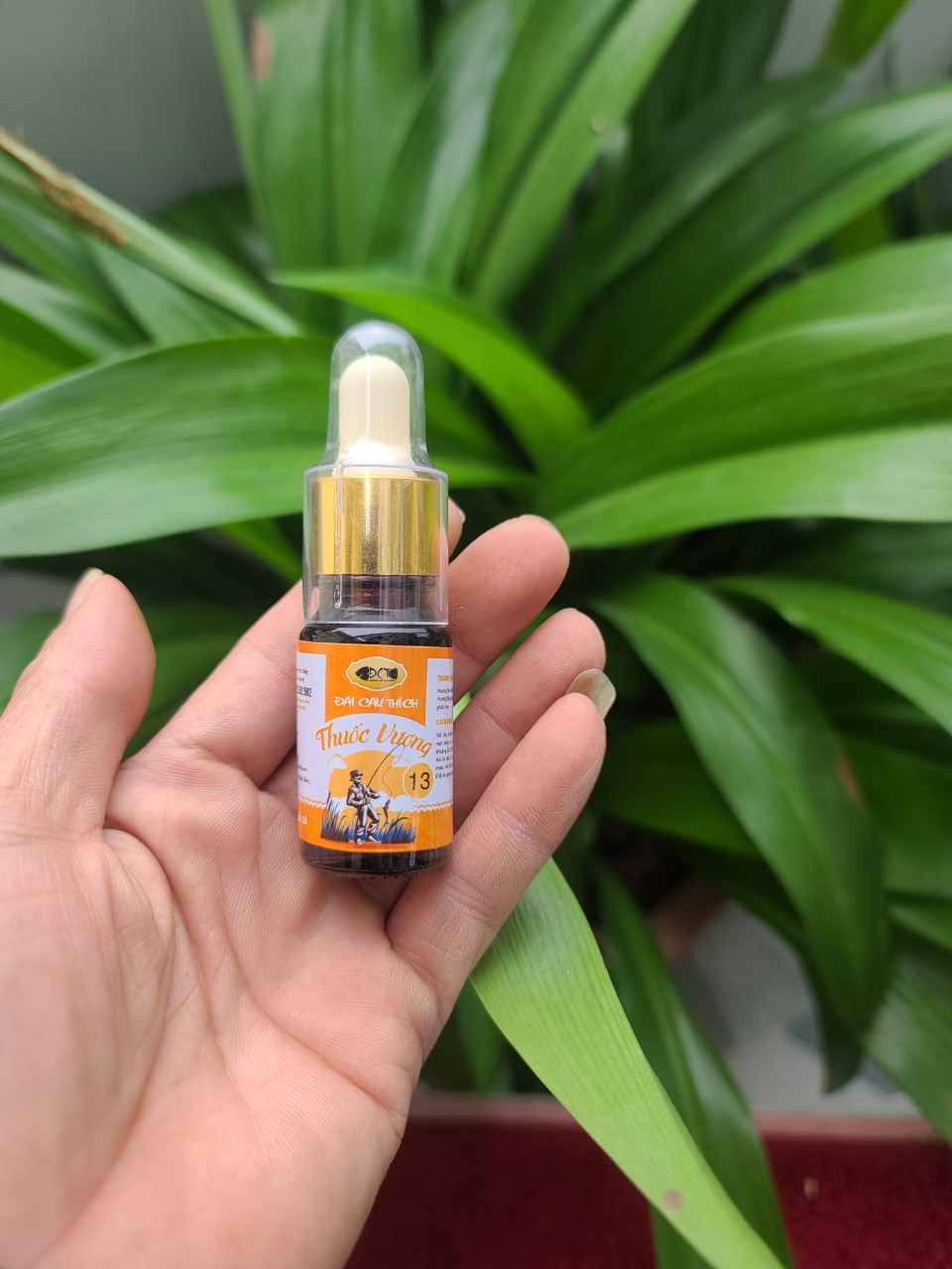 Hương liệu thuốc vương câu trắm đen đài câu thích.