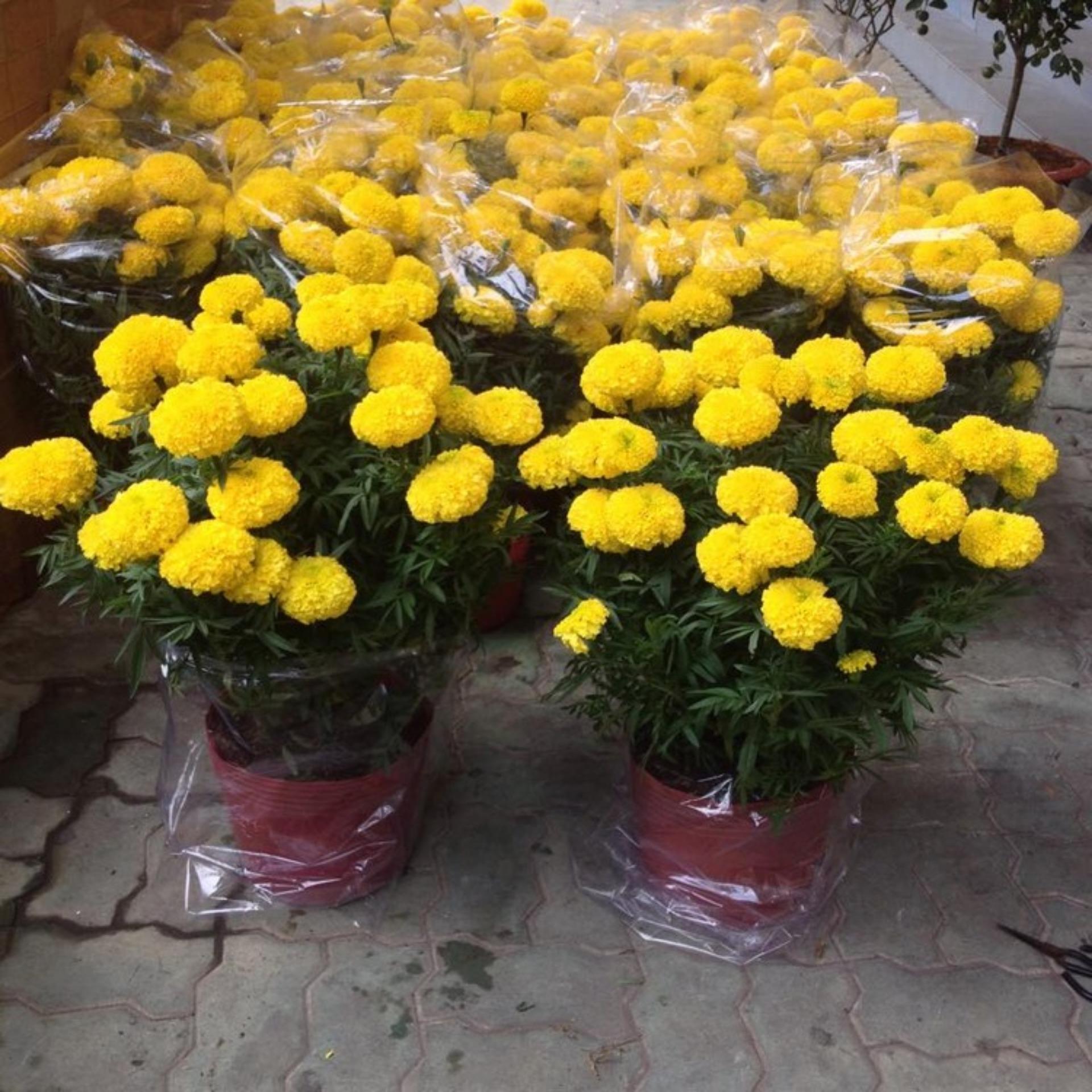 50 Hạt giống Cúc Vạn thọ Mỹ (tặng Kích nẩy mầm, Hướng dẫn ươm)