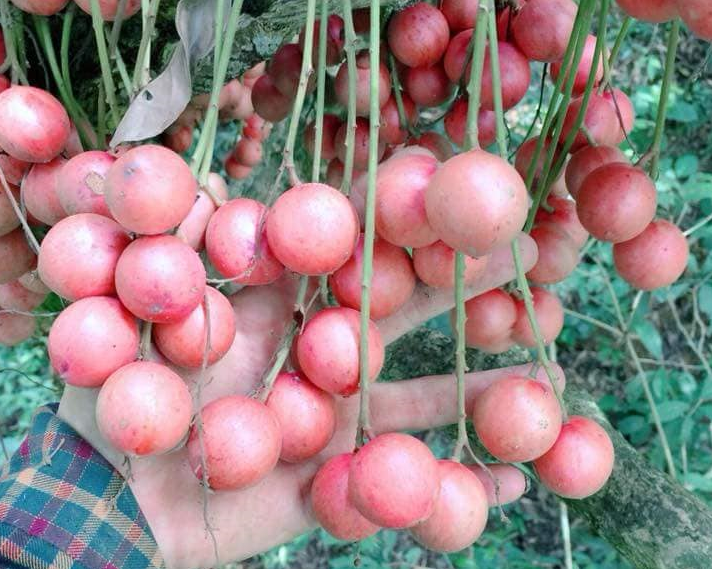 (GIÁ SỐC) Cây DÂU DA ĐẤT ghép