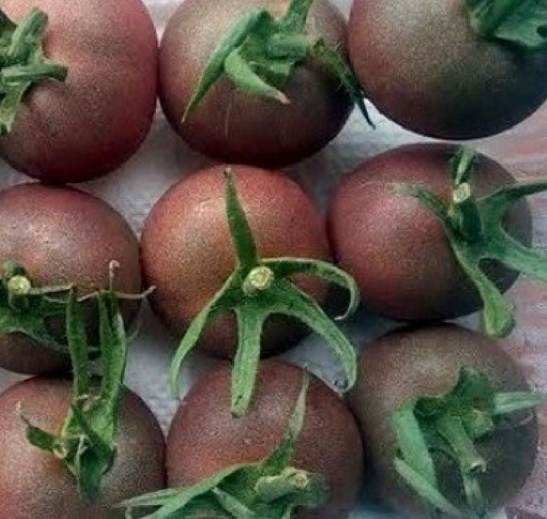 Chocolate Cherry Tomato Seeds - Pack of 30 Seeds