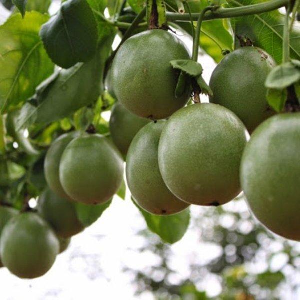 [HCM]Hạt Giống Chanh Leo Thơm Ngon Sai Trái 20 Hạt