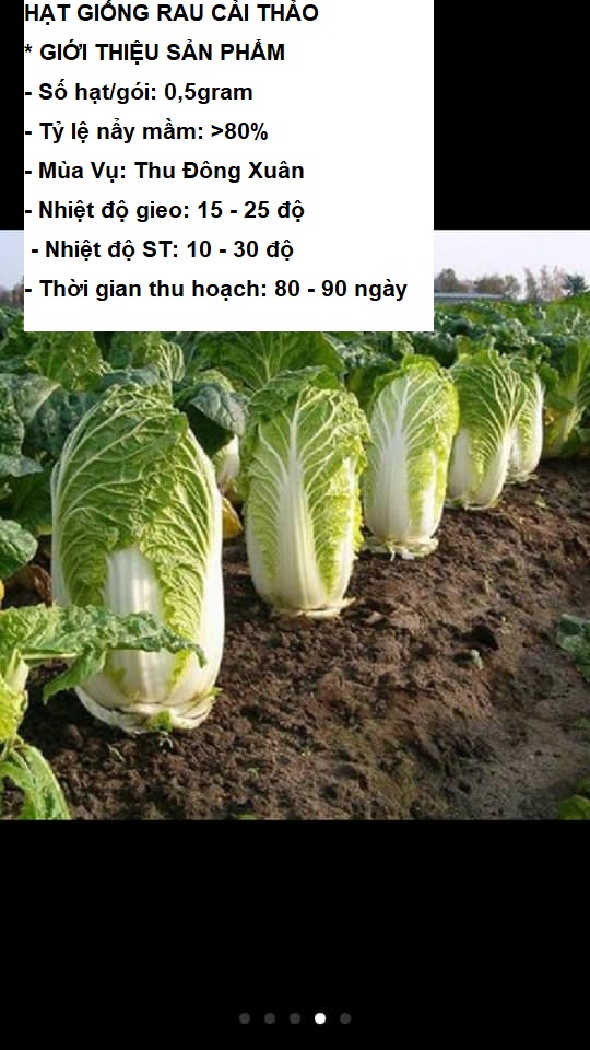 0.5gram ~ 100 HẠT GIỐNG RAU CẢI THẢO STT0001