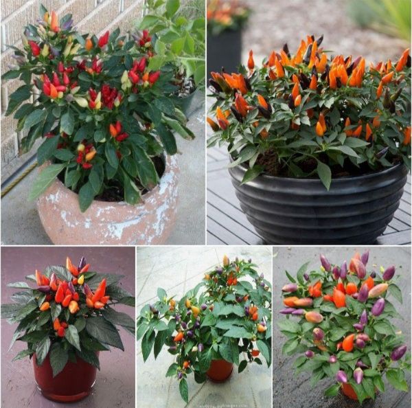 Hạt Ớt Ngũ Sắc F1 Gói 20H