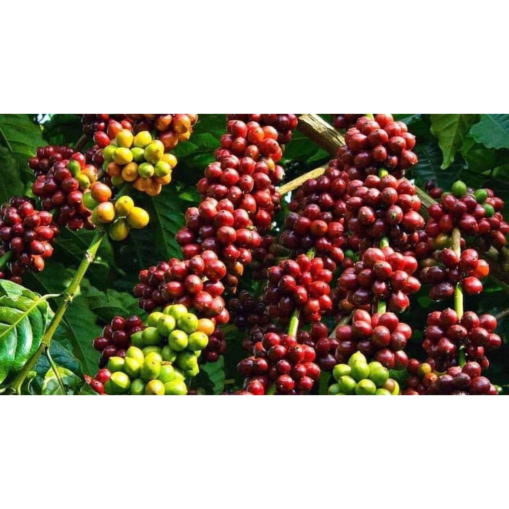 cây giống cà phê ( giống cây ghép siêu sớm) _CÂY GIỐNG ĐỨC MẠNH