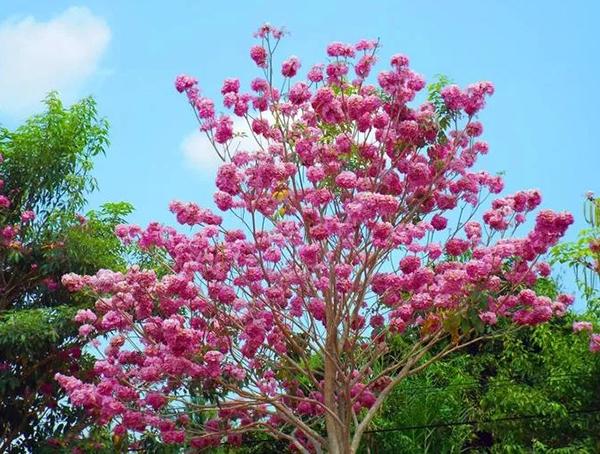 CÂY GIỐNG KÈN HỒNG