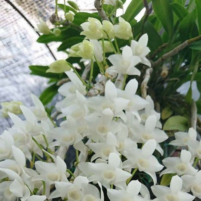Hoa Lan Trầm Trắng Giống Hoa Thơm