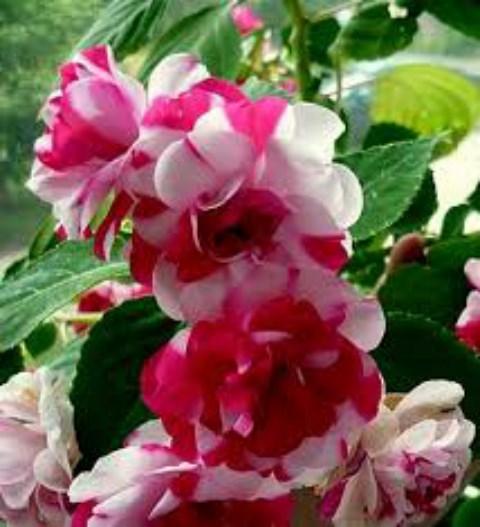 2 Gói Hoa Mai Địa Thảo (Ngọc Thảo) Kép F1. Mỗi Túi 5 hạt - Chất Lượng Cao - Dễ Trồng - Giá Khuyến Mại - Kèm Quà Tặng.