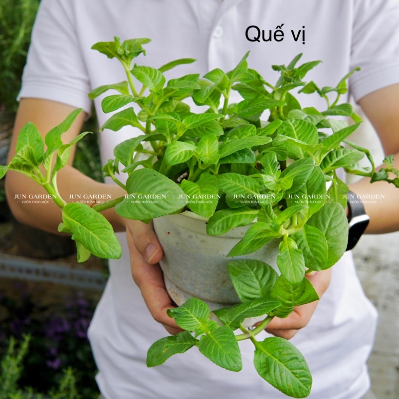 Chậu Cây Rau Quế Vị (Cây Xá Xị) JUN GARDEN Và Cách Trồng