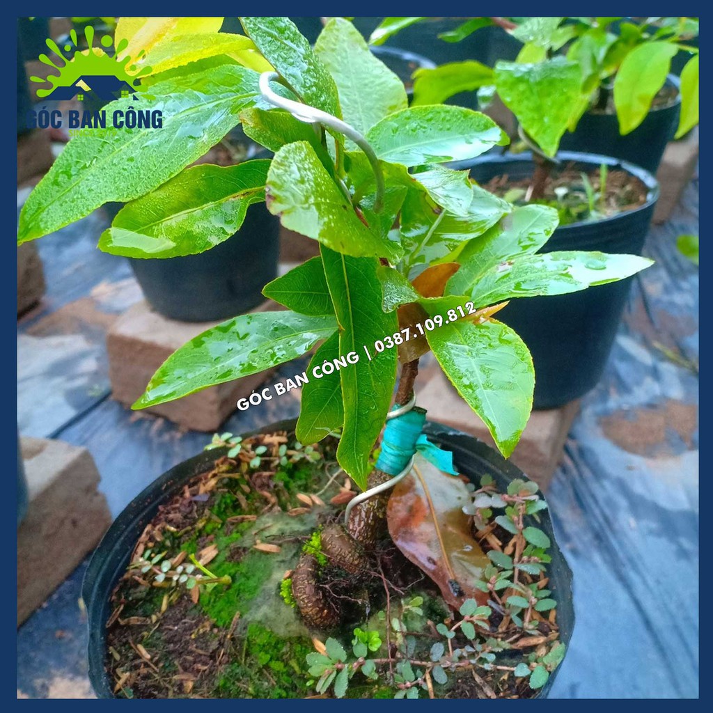 Cây Mai Vàng Bonsai Mini
