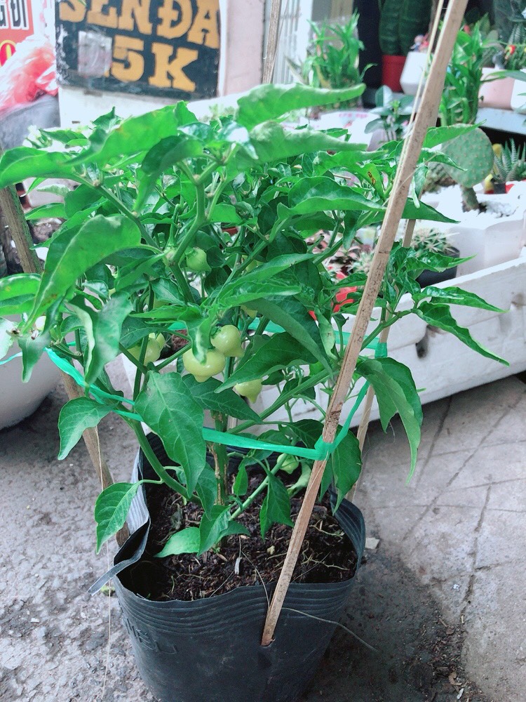 Cây Ớt Kiểng Biquinho Trái Độc Lạ Ăn Được