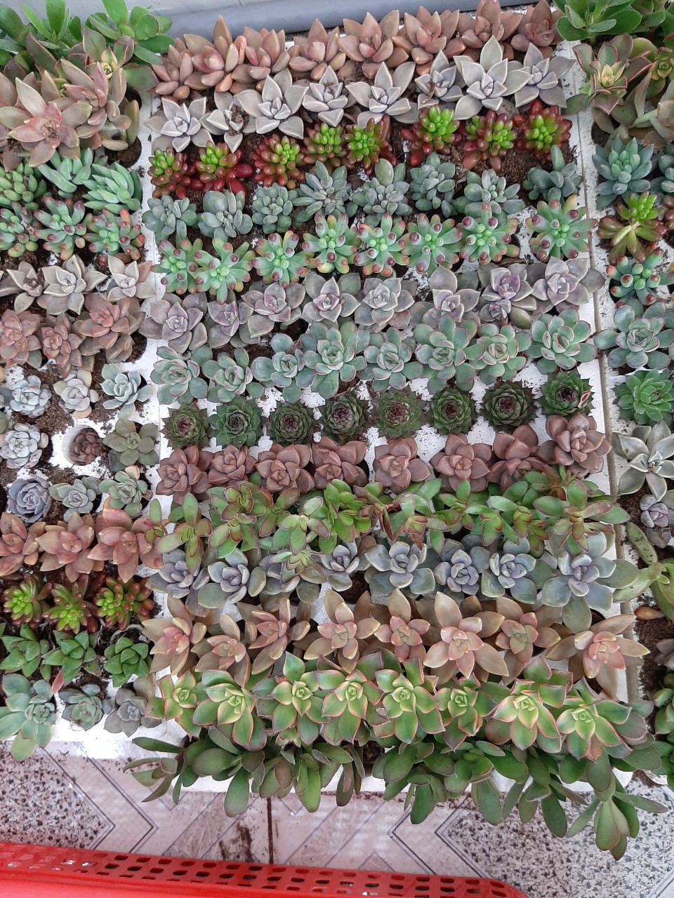 Combo 30 cây sen vỉ (14-20 loại) size vỉ 3-4cm