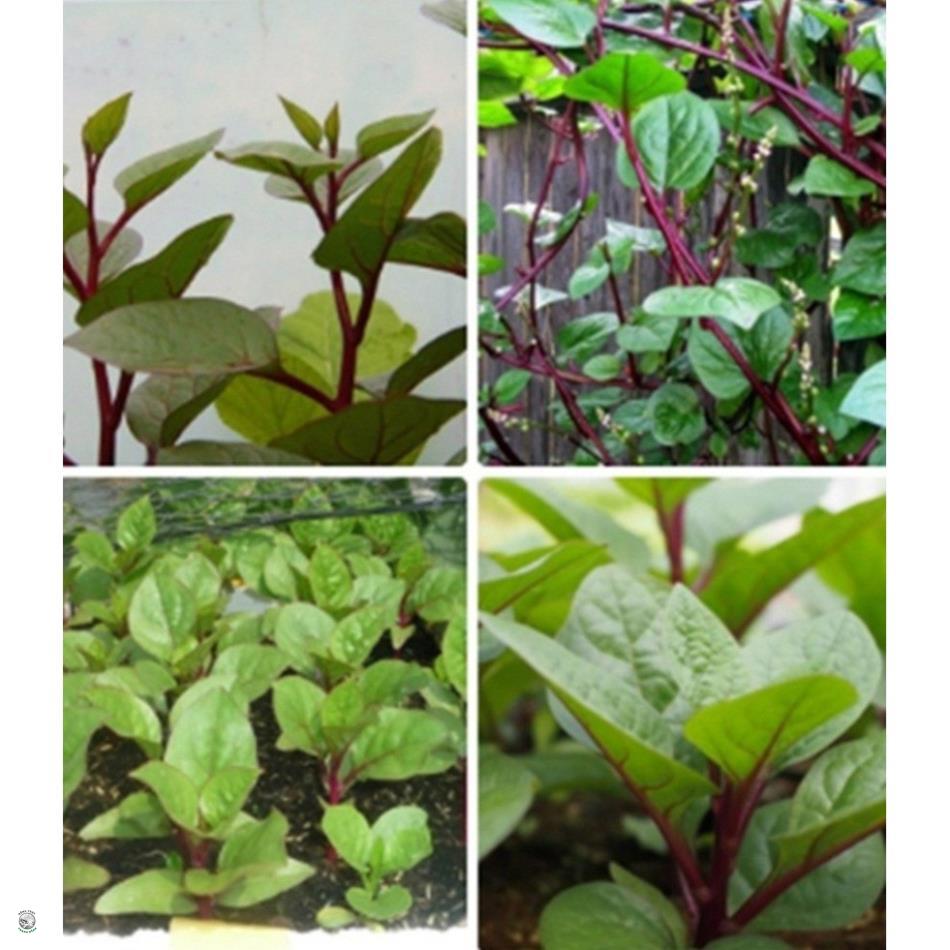 Hạt Giống Mồng Tơi Đỏ - Gói 1 Gram