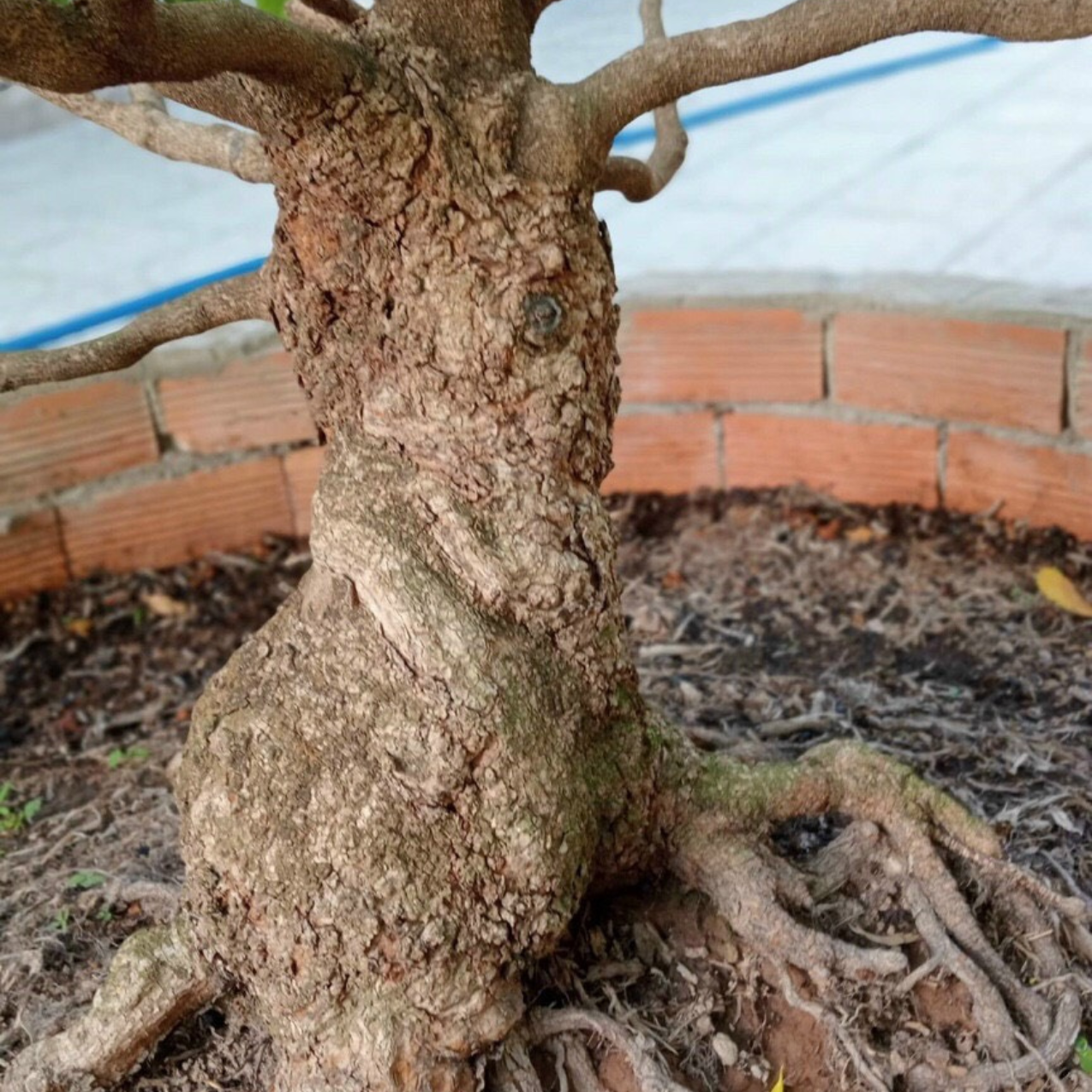 Phân bón mai vàng, mập thân nở đế chai 1 lít