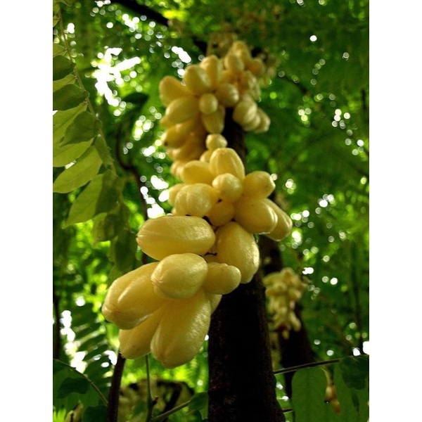 Cây khế tàu cao 80-100cm.