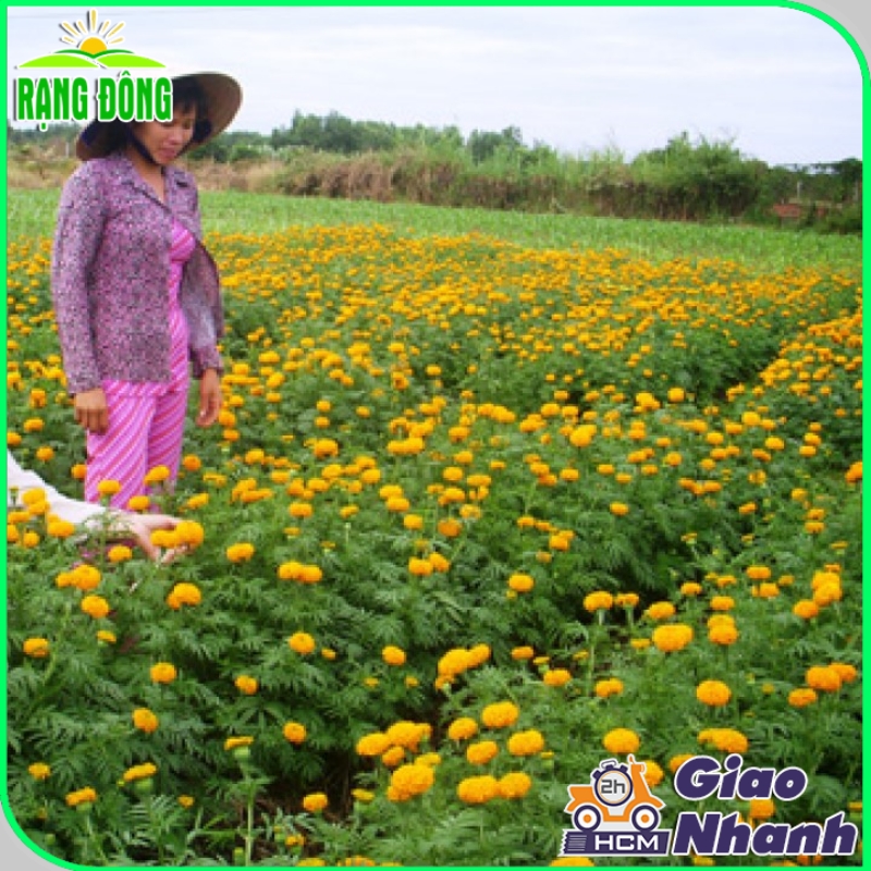 Hạt Giống Hoa Vạn Thọ Cao Nhiều Màu - Hạt giống Rạng Đông