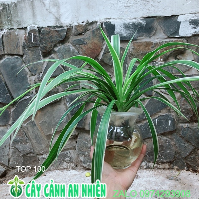 Chậu cây dây nhện thuỷ sinh