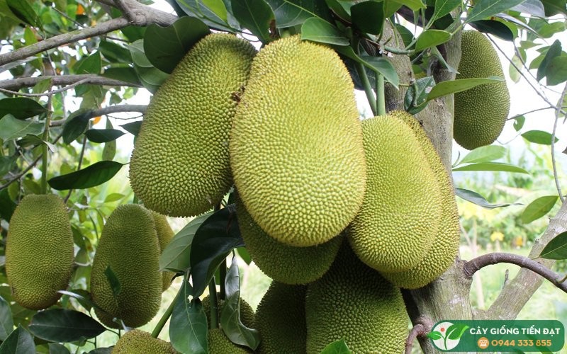 CÂY GIỐNG MÍT tố nữ (có bảo hành )