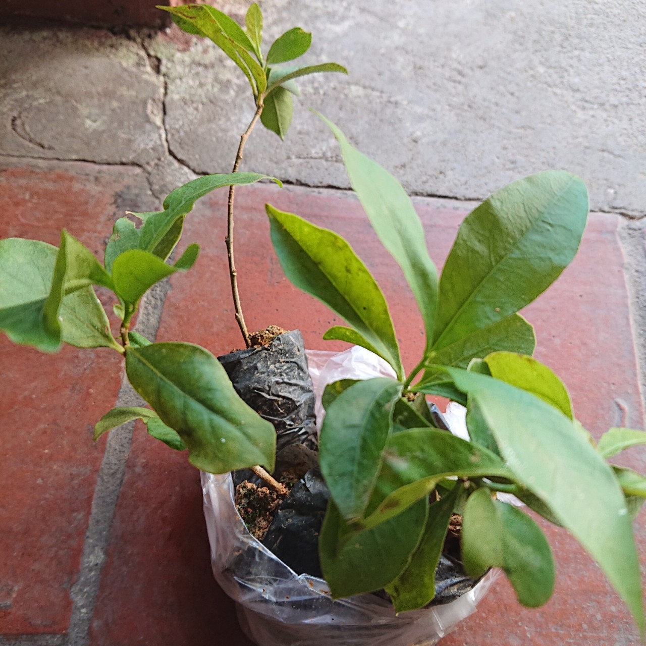 Cây giống HOA NHÀI NHẬT